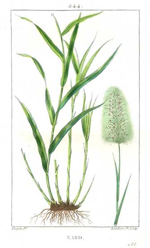 Aqua Oleum Citronella 100% eterisk olje 10 ml