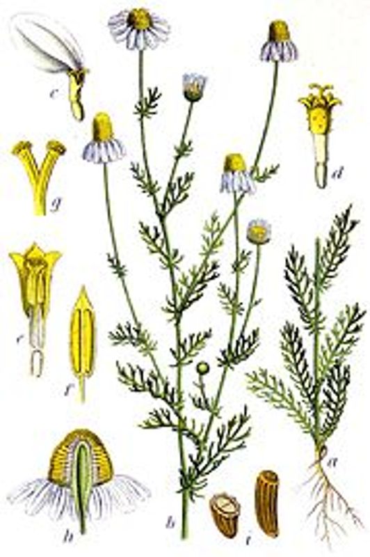 Kloster Kamille Te løsvekt 70 g