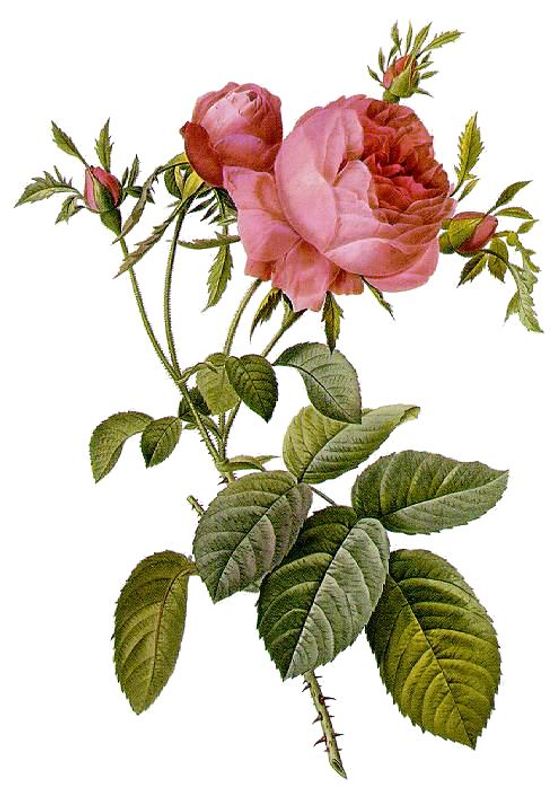 Aqua Oleum Rose Maroc 5% eterisk olje 10 ml